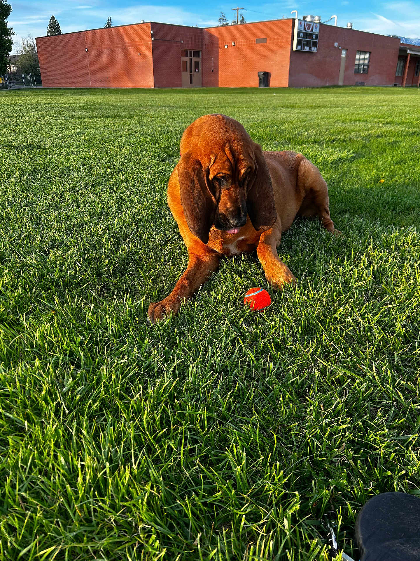 Daisy is registered to the contest to win money with this photo: dog, bloodhound, grass, tennis_ball, outdoor, building, red_brick, sunlight, pet, animal, nature, greenery, playing, resting, field, daytime, sky, leash, tongue, closeup
