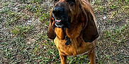 Daisy is registered to the contest to win money with this photo: dog, bloodhound, animal, pet, outdoor, grass, ground, ears, tail, collar, tag, canine, muzzle, fur, paw, nature, daylight, looking_up, expression, friendly