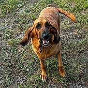 Daisy joined the competition — help win amazing prizes! dog, bloodhound, grass, outdoor, pet, animal, canine, ears, tail, collar, brown, happy, friendly, ground, nature, muzzle, paw, tongue, looking_up, daylight