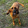 dog, bloodhound, grass, outdoor, pet, animal, canine, ears, tail, collar, brown, happy, friendly, ground, nature, muzzle, paw, tongue, looking_up, daylight
