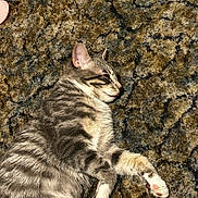 Lily is registered to the contest to win money with this photo: cat, tabby, gray_cat, pet, sleeping, relaxed, carpet, indoor, fur, whiskers, paw, sunlight, cozy, animal, mammal, cute, resting, domestic_cat, striped, feline