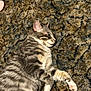 animal, carpet, cat, cozy, cute, domestic_cat, feline, fur, gray_cat, indoor, mammal, paw, pet, relaxed, resting, sleeping, striped, sunlight, tabby, whiskers