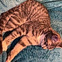 Lily joined the competition — help win amazing prizes! cat, tabby, sleeping, resting, animal, pet, feline, fur, whiskers, paws, blanket, blue, cozy, indoor, relaxation, cute, mammal, domestic, soft, comfort