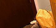 Lily is registered to the contest to win money with this photo: cat, tabby_cat, sleeping, carpet, door, brown_paper_bag, indoor, pet, feline, resting, animal, cozy, quiet, relaxation, home, fur, whiskers, paws, ear, floor