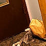 animal, brown_paper_bag, carpet, cat, cozy, door, ear, feline, floor, fur, home, indoor, paws, pet, quiet, relaxation, resting, sleeping, tabby_cat, whiskers