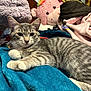 Lily joined the competition — help win amazing prizes! cat, gray_tabby, blanket, plush_toy, pink, blue_blanket, clothing, indoor, pet, fur, whiskers, relaxed, cozy, soft_texture, animal, cute, resting, domestic_cat, striped, young_cat