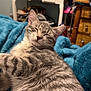 animal, bedroom, blanket, cat, closeup, cozy, cute, dresser, ears, fur, furniture, gray_tabby, indoor, mammal, pet, relaxed, resting, sleeping, soft, whiskers