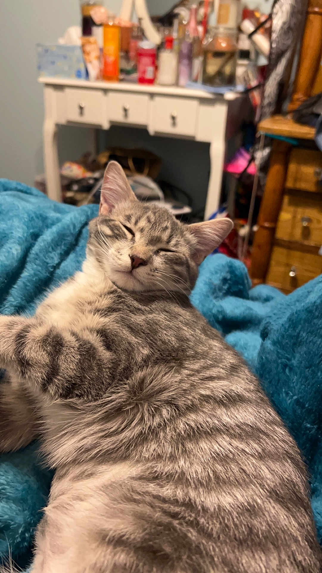Lily is registered to the contest to win money with this photo: cat, gray_tabby, sleeping, relaxed, indoor, blanket, furniture, dresser, cozy, pet, fur, closeup, cute, resting, animal, mammal, whiskers, ears, bedroom, soft