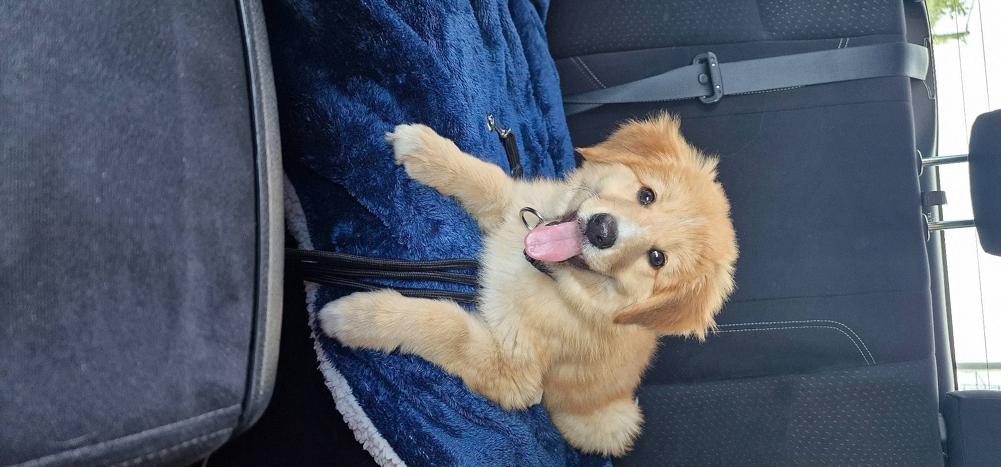 Eden participe au concours pour gagner de l'argent avec cette photo : ball, carnivore, companion_dog, dog, dog_breed, electric_blue, fawn, felidae, fur, german_spitz, german_spitz_mittel, mammal, paw, pomeranian, snout, spitz, sporting_group, tail, vertebrate, whiskers