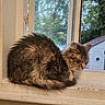 animal, cat, cozy, curled_up, daylight, domestic_cat, fluffy, fur, gray_cat, home, indoor, nature_outside, peaceful, pet, quiet, relaxing, resting, sleeping, window, windowsill