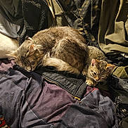 Bingo joined the competition — help win amazing prizes! animal, blanket, cat, cats, clothing, cozy, curled_up, cute, feline, fur, indoor, jacket, pet, relaxed, resting, sleeping, snuggling, tabby, texture, warm_light