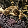 animal, blanket, cat, cats, clothing, cozy, curled_up, cute, feline, fur, indoor, jacket, pet, relaxed, resting, sleeping, snuggling, tabby, texture, warm_light