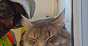 Bingo is registered to the contest to win money with this photo: animal, calm, cat, closeup, content, cozy, face, fur, gentle, glasses, hand, hoodie, indoor, light, person, pet, portrait, resting, sleepy, window