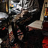 carpet, casual, cat, chair, clutter, domestic, floor, furniture, glasses, home, hoodie, indoor, person, pet, relaxed, seated, shadow, shelf, storage, table