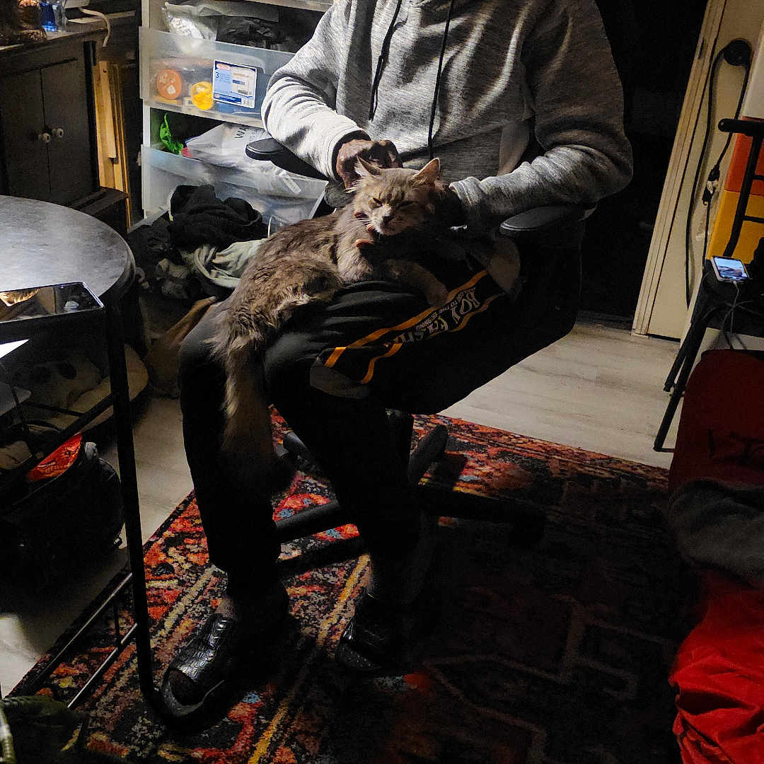 Bingo joined the competition — help win amazing prizes! person, cat, indoor, chair, hoodie, glasses, carpet, table, shelf, storage, clutter, floor, seated, pet, furniture, relaxed, casual, domestic, home, shadow