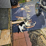 Ivy is registered to the contest to win money with this photo: cat, black_and_white_cat, outdoor, mat, bicycle, shadow, brick_path, wood_planks, garden, fence, pet, relaxing, sunlight, animal, leisure, yard, nature, pavement, vehicle, resting