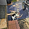 animal, bicycle, black_and_white_cat, brick_path, cat, fence, garden, leisure, mat, nature, outdoor, pavement, pet, relaxing, resting, shadow, sunlight, vehicle, wood_planks, yard
