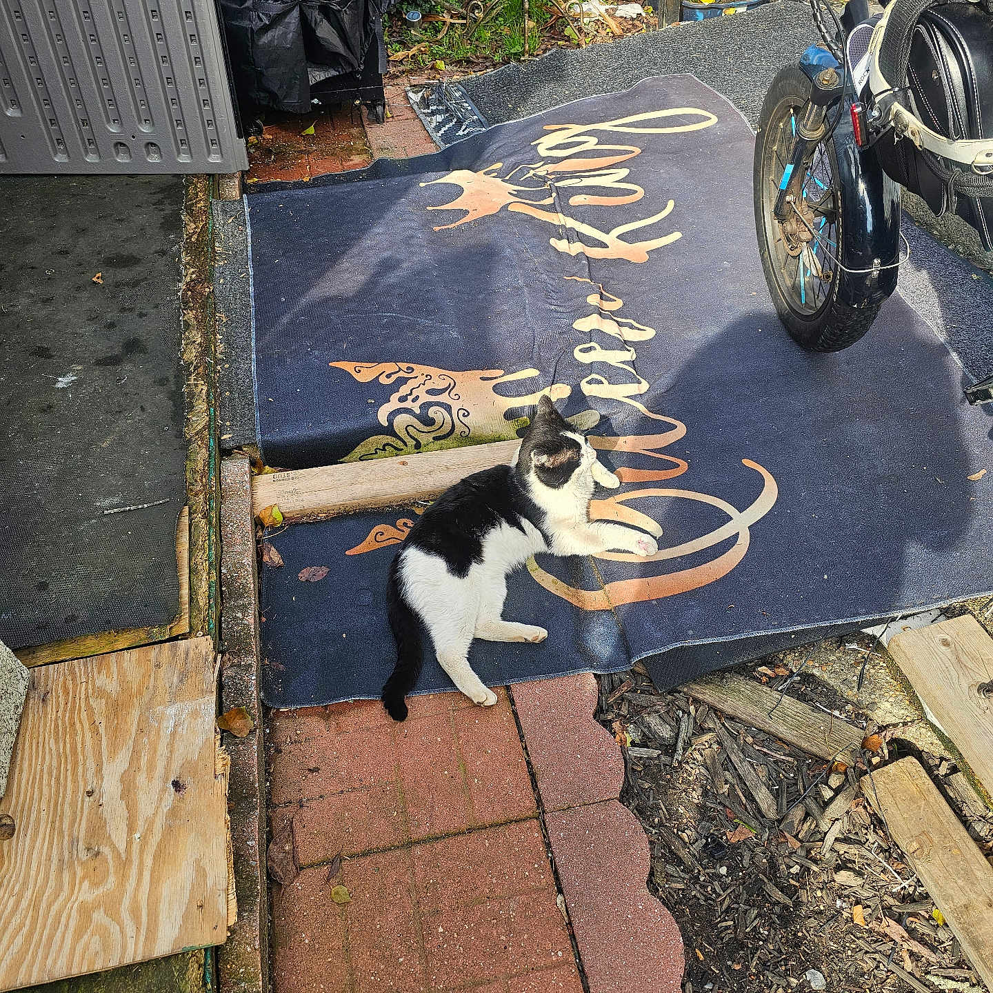 Ivy is registered to the contest to win money with this photo: cat, black_and_white_cat, outdoor, mat, bicycle, shadow, brick_path, wood_planks, garden, fence, pet, relaxing, sunlight, animal, leisure, yard, nature, pavement, vehicle, resting