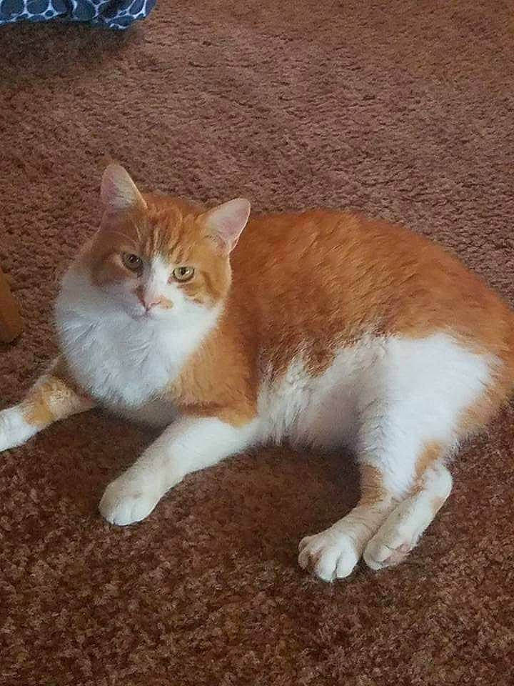 Nala joined the competition — help win amazing prizes! aegean_cat, american_wirehair, arabian_mau, asian_semi_longhair, carnivore, cat, cymric, domestic_short_haired_cat, european_shorthair, fawn, felidae, kitten, mammal, norwegian_forest_cat, persian, polydactyl_cat, small_to_medium_sized_cats, tabby_cat, tail, whiskers