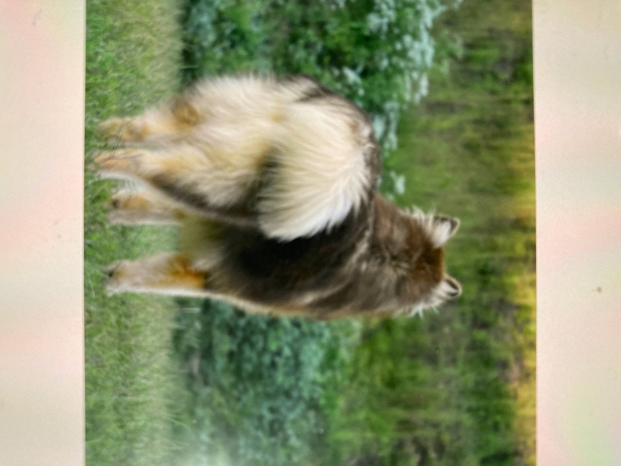 Luckily joined the competition — help win amazing prizes! _geese_and_swans, beak, bird, carnivore, dog, dog_breed, ducks, fur, grass, plant, tail, terrestrial_animal, tree, wildlife, window, wood