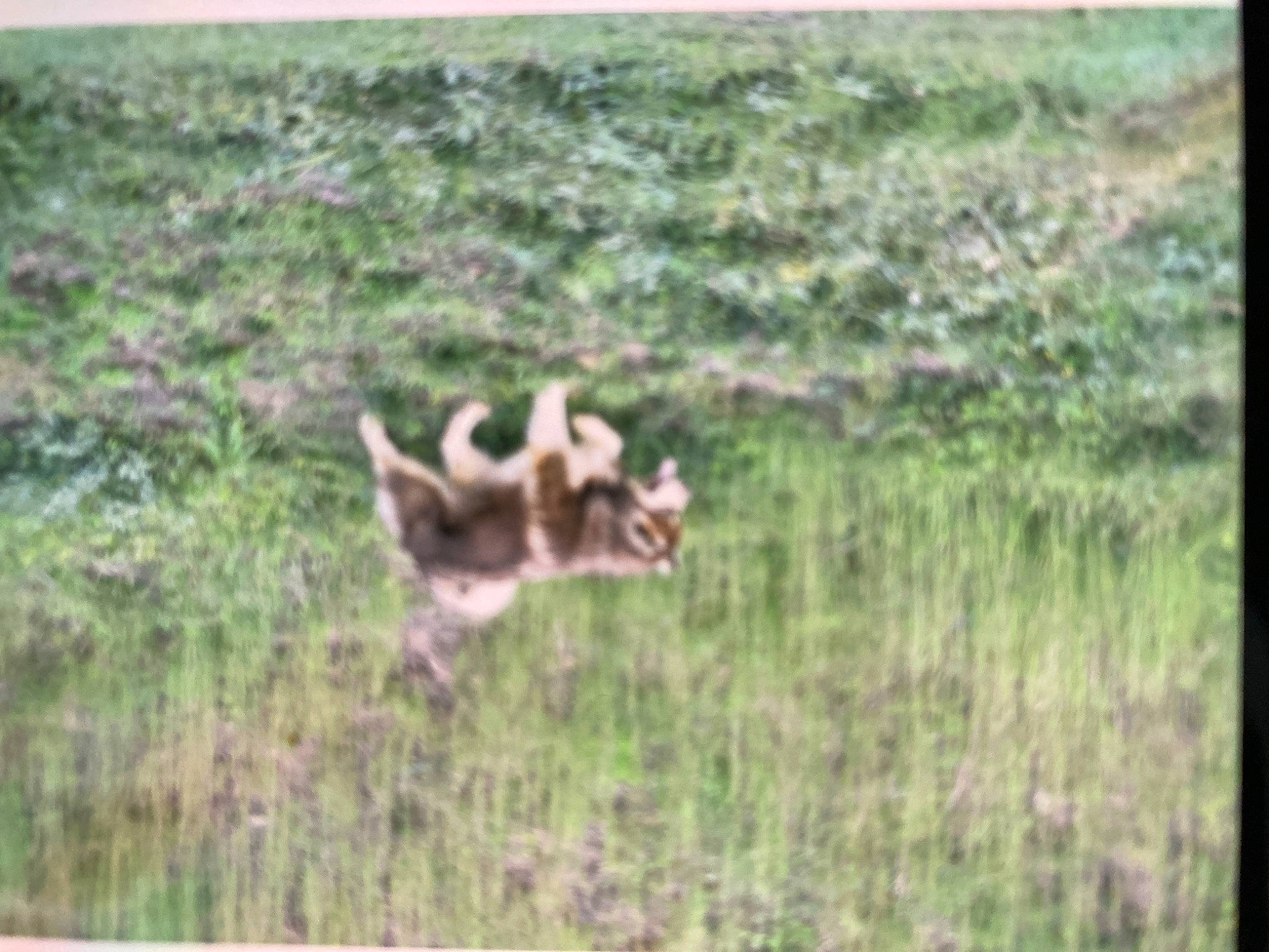 Luckily is registered to the contest to win money with this photo: canidae, carnivore, ecoregion, fawn, felidae, grass, grass_family, grassland, horn, landscape, meadow, natural_landscape, plant, plant_community, prairie, sporting_group, tail, terrestrial_animal, wood, working_animal