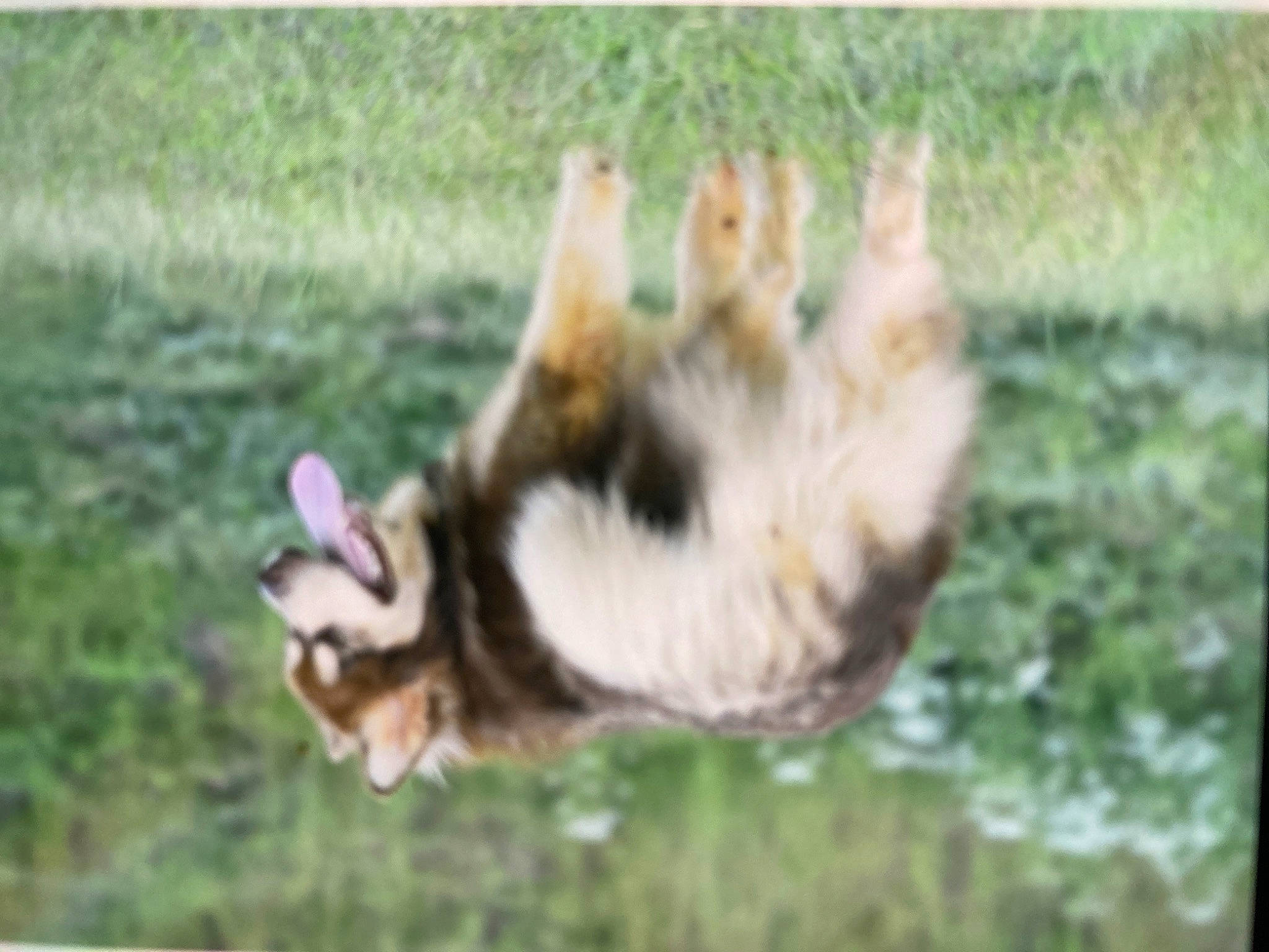 Luckily is registered to the contest to win money with this photo: _geese_and_swans, canidae, carnivore, companion_dog, dog, dog_breed, ducks, fawn, felidae, fur, grass, grassland, herding_dog, pasture, paw, small_to_medium_sized_cats, snout, sporting_group, tail, terrestrial_animal