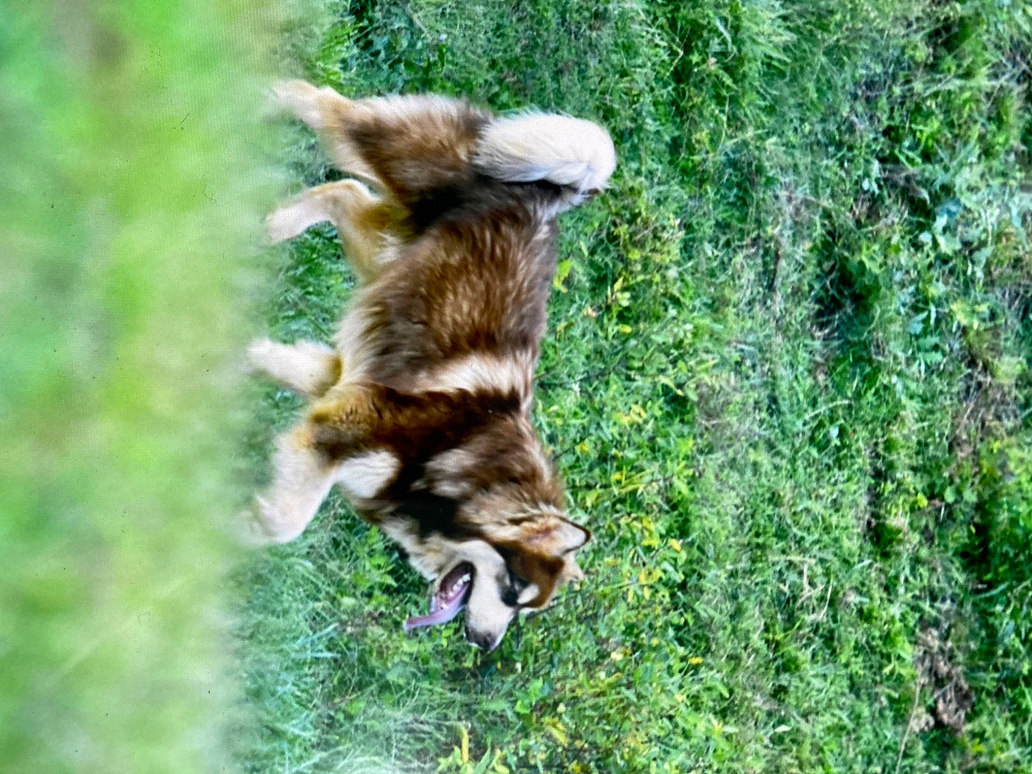 Luckily is registered to the contest to win money with this photo: bear, brown_bear, canidae, carnivore, companion_dog, dog, dog_breed, fawn, felidae, fur, grass, jungle, liver, plant, red_panda, sporting_group, tail, terrestrial_animal, wildlife, working_animal