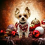 background_blur, bandana, christmas, closeup, cute, decorations, dog, ears, eyes, festive, fluffy, gold, holiday, ornaments, pet, portrait, red, silver, small_dog, warm_lighting