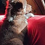 dog, fluffy, indoor, couch, red_couch, plant, wooden_furniture, sunlight, pet, side_view, cozy, home, animal, furry, relaxing, domestic, companion, indoors, resting, quiet
