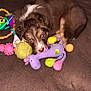puppy, dog, toy, plush_toy, tennis_ball, brown_blanket, indoor, pet, cute, lying_down, colorful, playful, animal, young_dog, fur, looking, eyes, small, domestic_animal, cozy