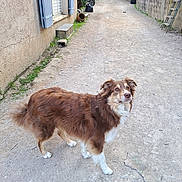 Saxo participe au concours pour gagner de l'argent avec cette photo : attentive, backyard, blue_shutters, brown_fur, dirt_path, dog, domestic_animal, gate, gravel, house, ladder, long_fur, looking_up, outdoor, paws, pet, portrait, potted_plant, white_chest, window