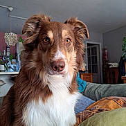 Saxo is registered to the contest to win money with this photo: amber_eyes, attentive, blanket, brown_fur, close_up, couch, cozy, dog, ears, furniture, indoor, lamp, living_room, nose, pet, pillow, plant, portrait, whiskers, white_chest