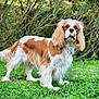 Jasper a rejoint le concours — aidez-le/la à gagner de superbes lots ! dog, cavalier_king_charles_spaniel, grass, treat, outdoor, pet, animal, brown_and_white, fur, ears, collar, nature, leafless_bushes, standing, muzzle, cute, canine, garden, daylight, friendly