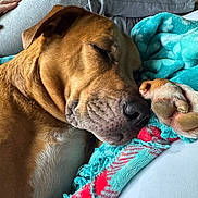 Mookie is registered to the contest to win money with this photo: dog, sleeping, brown_dog, blanket, turquoise_blanket, red_pattern, paw, close_up, cozy, resting, indoor, human, gray_pants, comfort, relaxation, pet, animal, snuggle, soft_texture, nap