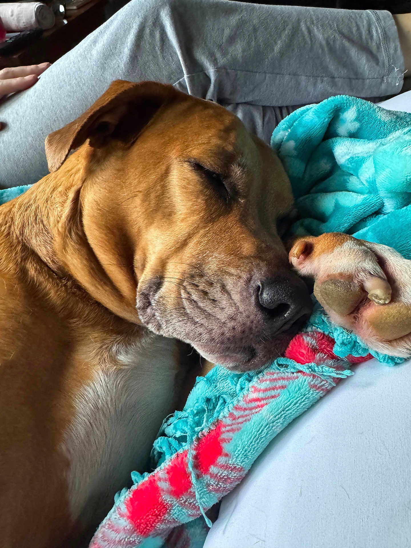 Mookie is registered to the contest to win money with this photo: dog, sleeping, brown_dog, blanket, turquoise_blanket, red_pattern, paw, close_up, cozy, resting, indoor, human, gray_pants, comfort, relaxation, pet, animal, snuggle, soft_texture, nap