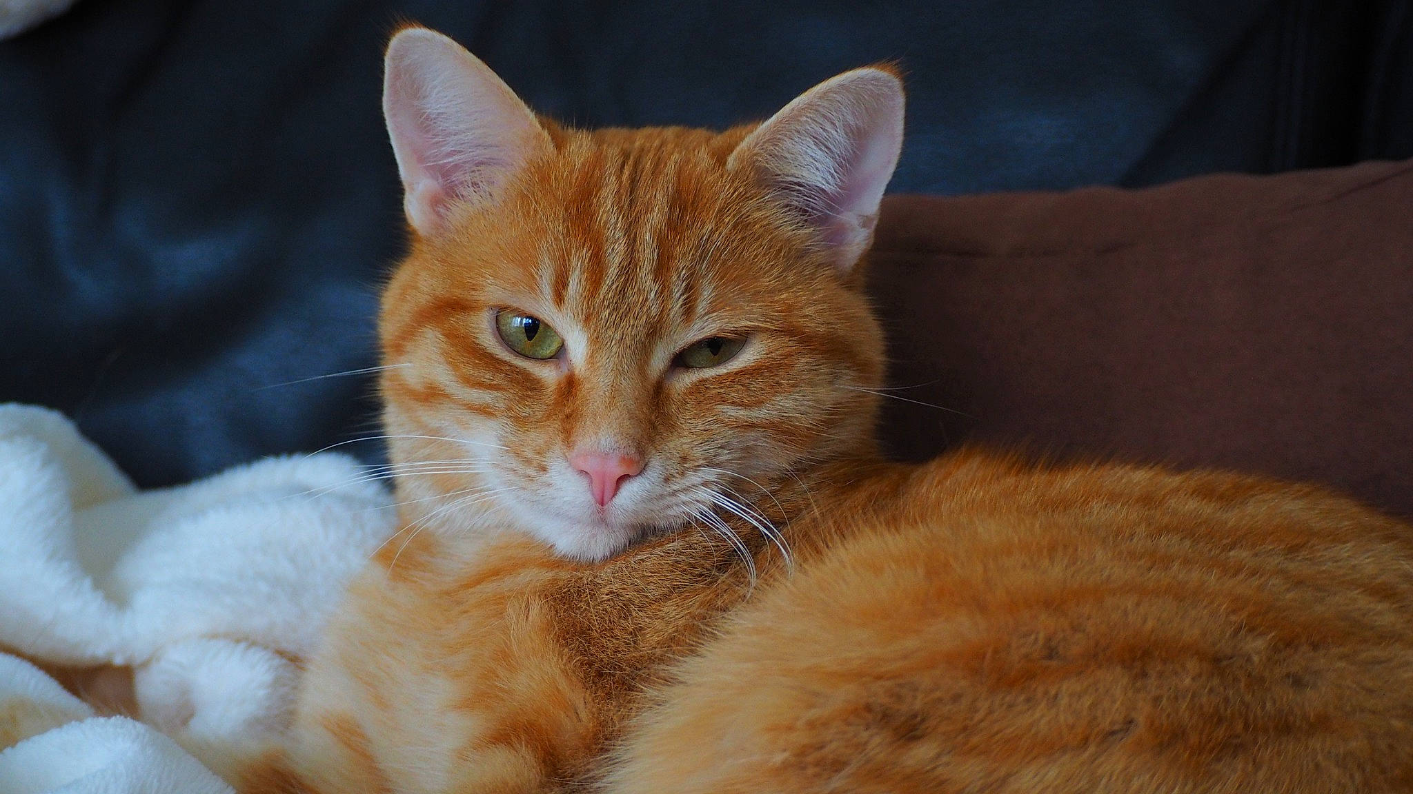 Billy a rejoint le concours — aidez-le/la à gagner de superbes lots ! carnivore, cat, cat_supply, claw, comfort, domestic_short_haired_cat, fawn, felidae, fur, paw, sitting, small_to_medium_sized_cats, snout, tail, terrestrial_animal, whiskers, wildlife, window, wood