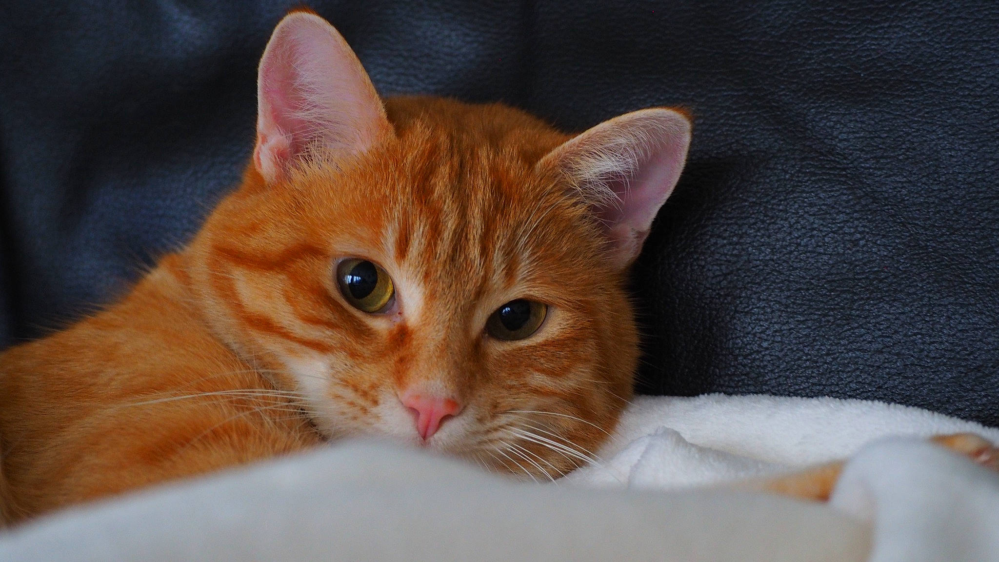 Billy participe au concours pour gagner de l'argent avec cette photo : carnivore, cat, cat_supply, claw, comfort, domestic_short_haired_cat, ear, eye, fawn, felidae, fur, head, paw, sitting, small_to_medium_sized_cats, snout, tail, whiskers, window, wood