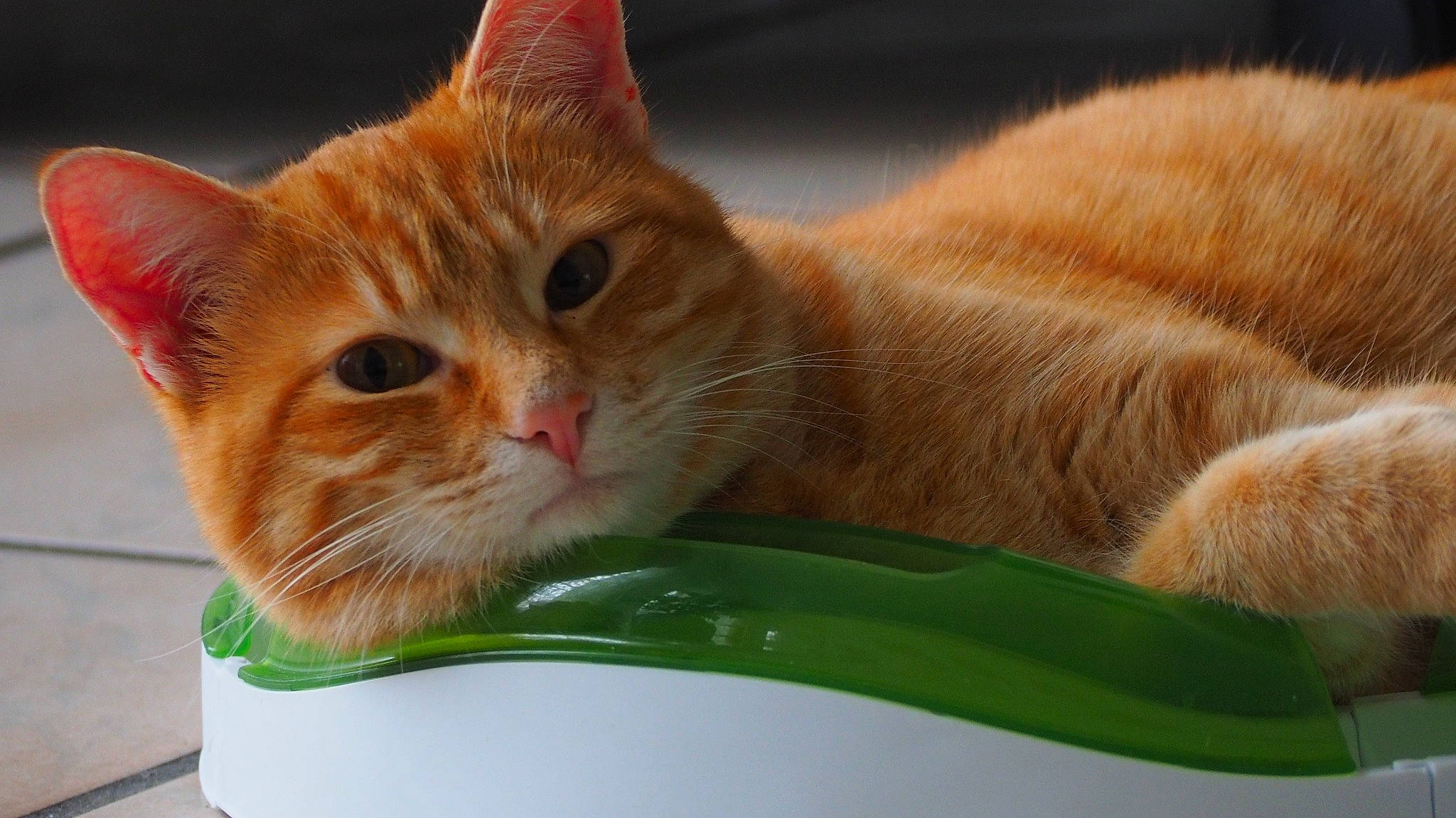 Billy a rejoint le concours — aidez-le/la à gagner de superbes lots ! carnivore, cat, cat_supply, claw, comfort, domestic_short_haired_cat, drinking, fawn, felidae, fur, paw, pet_supply, photo_caption, plant, sitting, small_to_medium_sized_cats, snout, tail, terrestrial_animal, whiskers