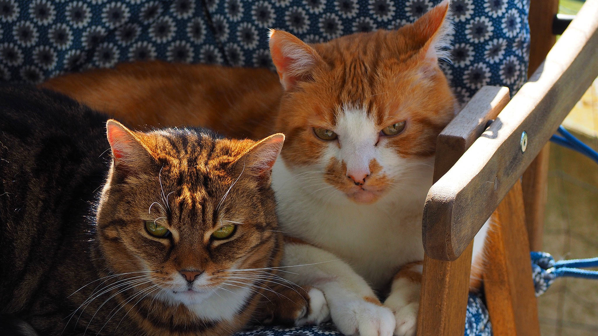 Nessie participe au concours pour gagner de l'argent avec cette photo : carnivore, cat, cat_furniture, claw, comfort, domestic_short_haired_cat, eye, fawn, felidae, fur, iris, paw, sitting, small_to_medium_sized_cats, snout, tail, terrestrial_animal, whiskers, wildlife, wood