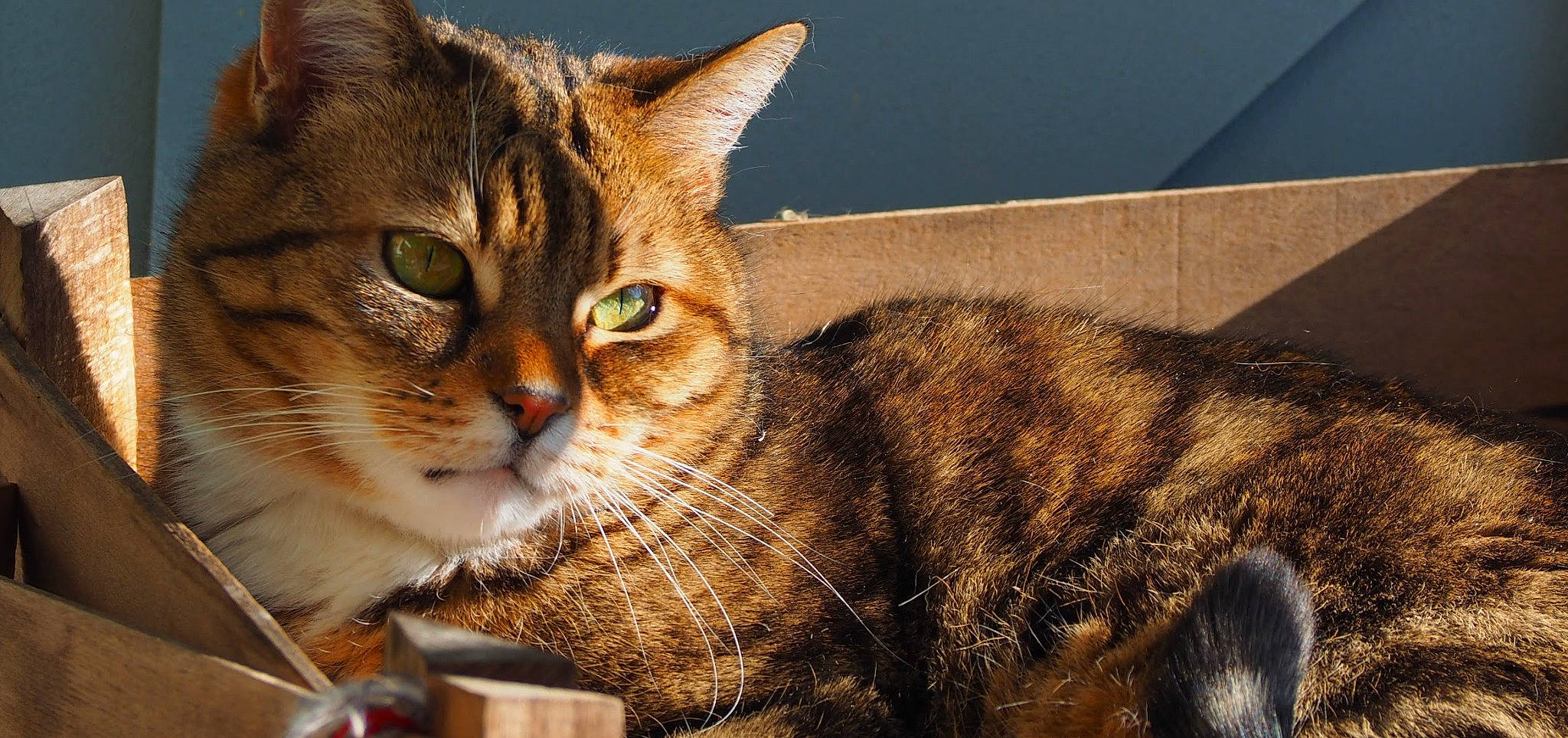 Nessie a rejoint le concours — aidez-le/la à gagner de superbes lots ! art, brown, carnivore, cat, cat_supply, domestic_short_haired_cat, felidae, fur, grass, paw, photo_caption, small_to_medium_sized_cats, snout, tail, terrestrial_animal, whiskers, wildlife, window, wood