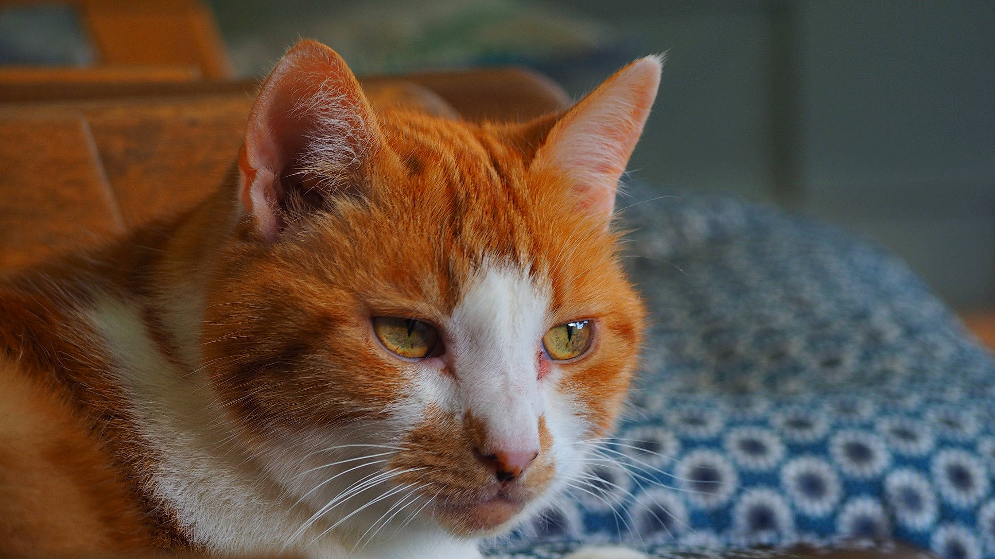 Rooney participe au concours pour gagner de l'argent avec cette photo : carnivore, cat, close_up, domestic_short_haired_cat, fawn, felidae, fur, human_body, paw, small_to_medium_sized_cats, snout, tail, whiskers, wildlife, wood