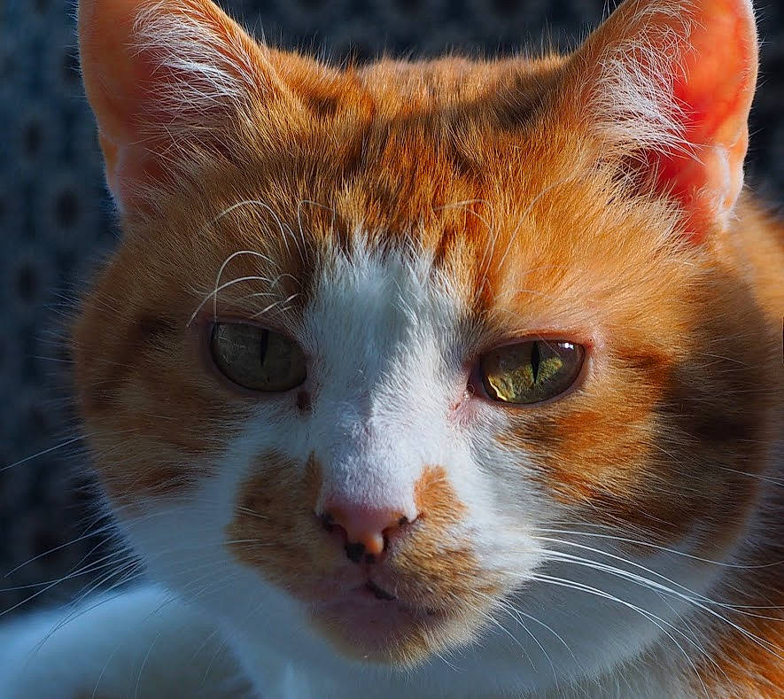 Rooney a rejoint le concours — aidez-le/la à gagner de superbes lots ! carnivore, cat, close_up, domestic_short_haired_cat, eye, fawn, felidae, fur, grass, hair, head, human_body, iris, photography, small_to_medium_sized_cats, snout, tail, terrestrial_animal, tree, whiskers