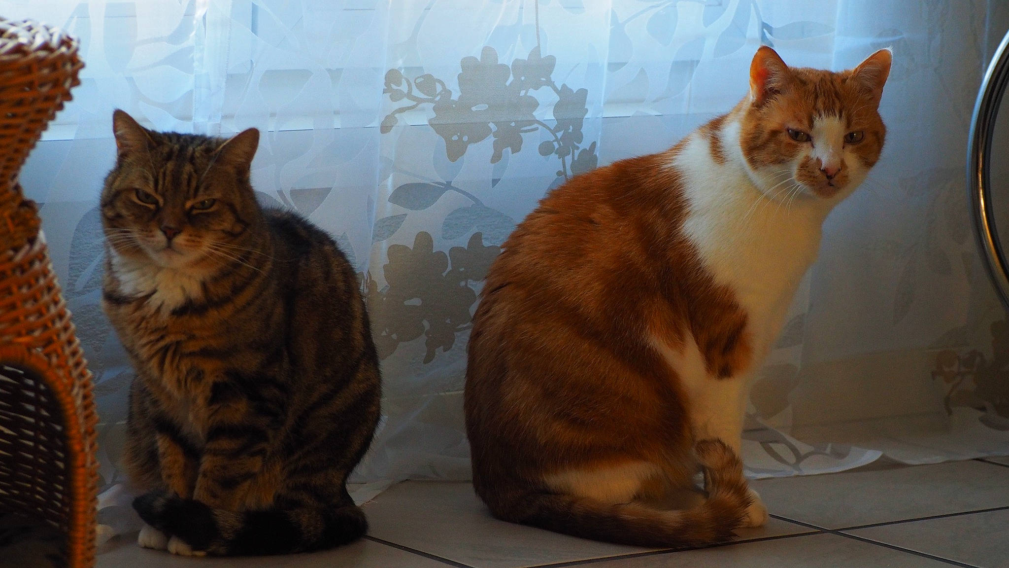 Rooney a rejoint le concours — aidez-le/la à gagner de superbes lots ! art, carnivore, cat, claw, domestic_short_haired_cat, eye, fawn, felidae, foot, fur, paw, sitting, small_to_medium_sized_cats, snout, tail, terrestrial_animal, whiskers, wildlife, window, wood