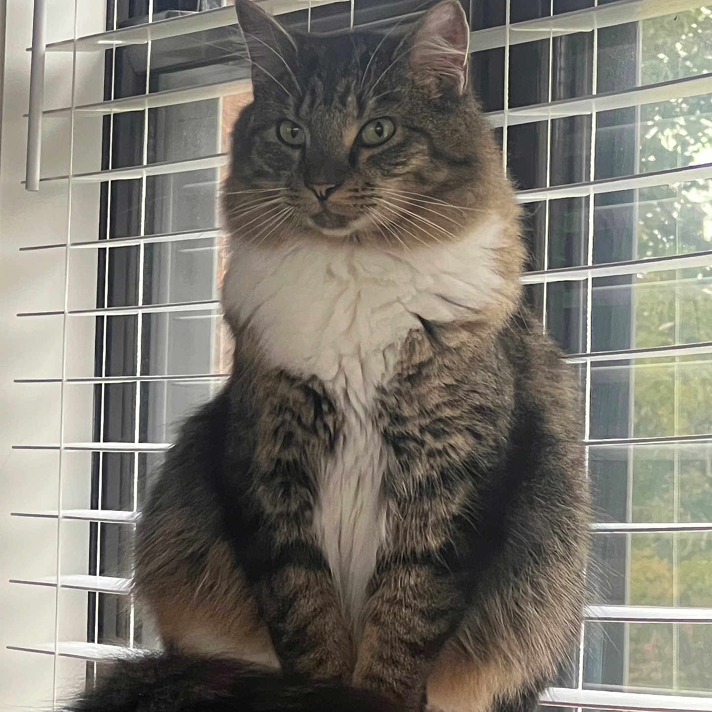 Taz is registered to the contest to win money with this photo: blinds, calm, cat, domestic_animal, ears, feline, fluffy, fur, green_eyes, houseplant_outside, indoor, looking_away, natural_light, pet, sitting, tabby, tail, whiskers, window, wooden_surface