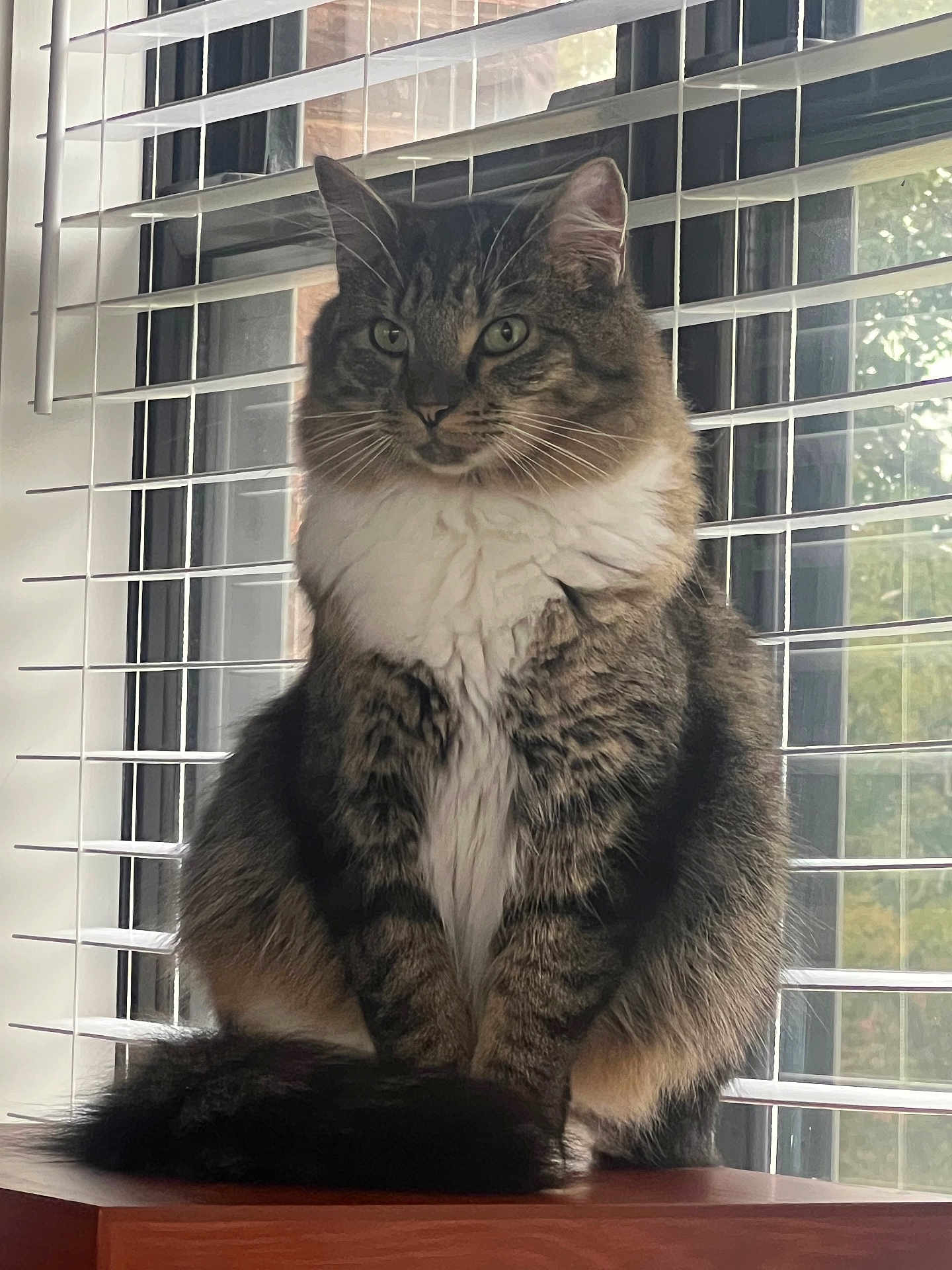 Taz is registered to the contest to win money with this photo: cat, tabby, fluffy, sitting, window, blinds, wooden_surface, indoor, pet, feline, fur, whiskers, ears, tail, calm, looking_away, natural_light, green_eyes, houseplant_outside, domestic_animal