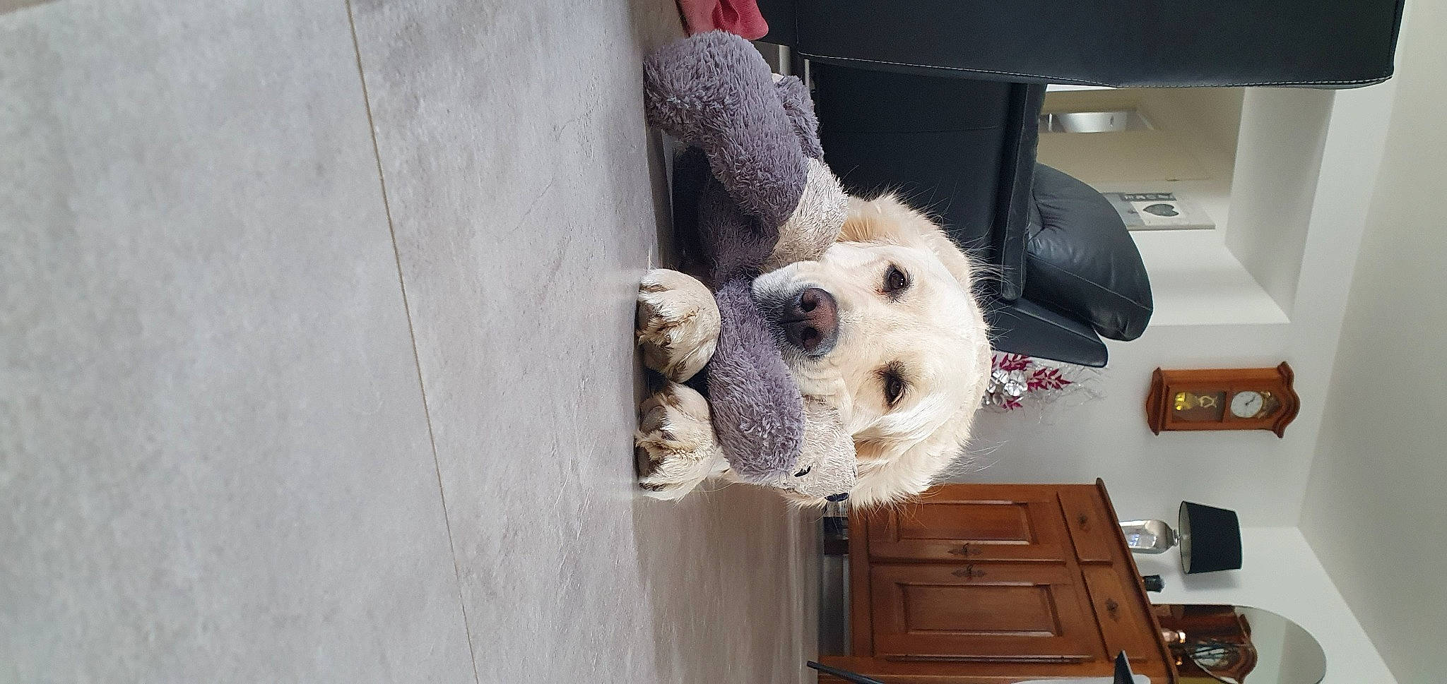 Reylia participe au concours pour gagner de l'argent avec cette photo : ball, cabinetry, canidae, carnivore, companion_dog, dog, dog_breed, door, drawer, fawn, fur, plush, room, snout, sporting_group, stuffed_toy, teddy_bear, toy, vehicle_door, wood