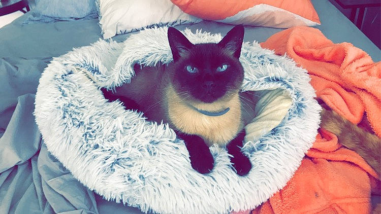 Peter is registered to the contest to win money with this photo: azure, carnivore, cat, comfort, domestic_short_haired_cat, electric_blue, eye, fawn, felidae, fur, iris, magenta, purple, siamese, sitting, small_to_medium_sized_cats, snout, tail, thai, whiskers