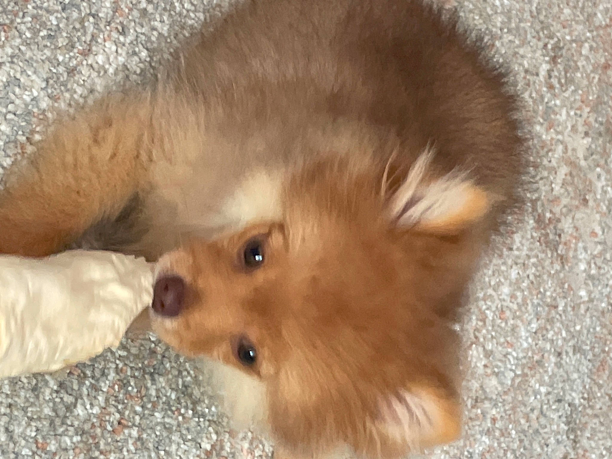 Jeijei is registered to the contest to win money with this photo: canidae, carnivore, companion_dog, dog, dog_breed, fawn, fur, german_spitz, german_spitz_klein, german_spitz_mittel, liver, puppy, snout, spitz, sporting_group, terrestrial_animal, toy_dog, volpino_italiano, whiskers, working_animal