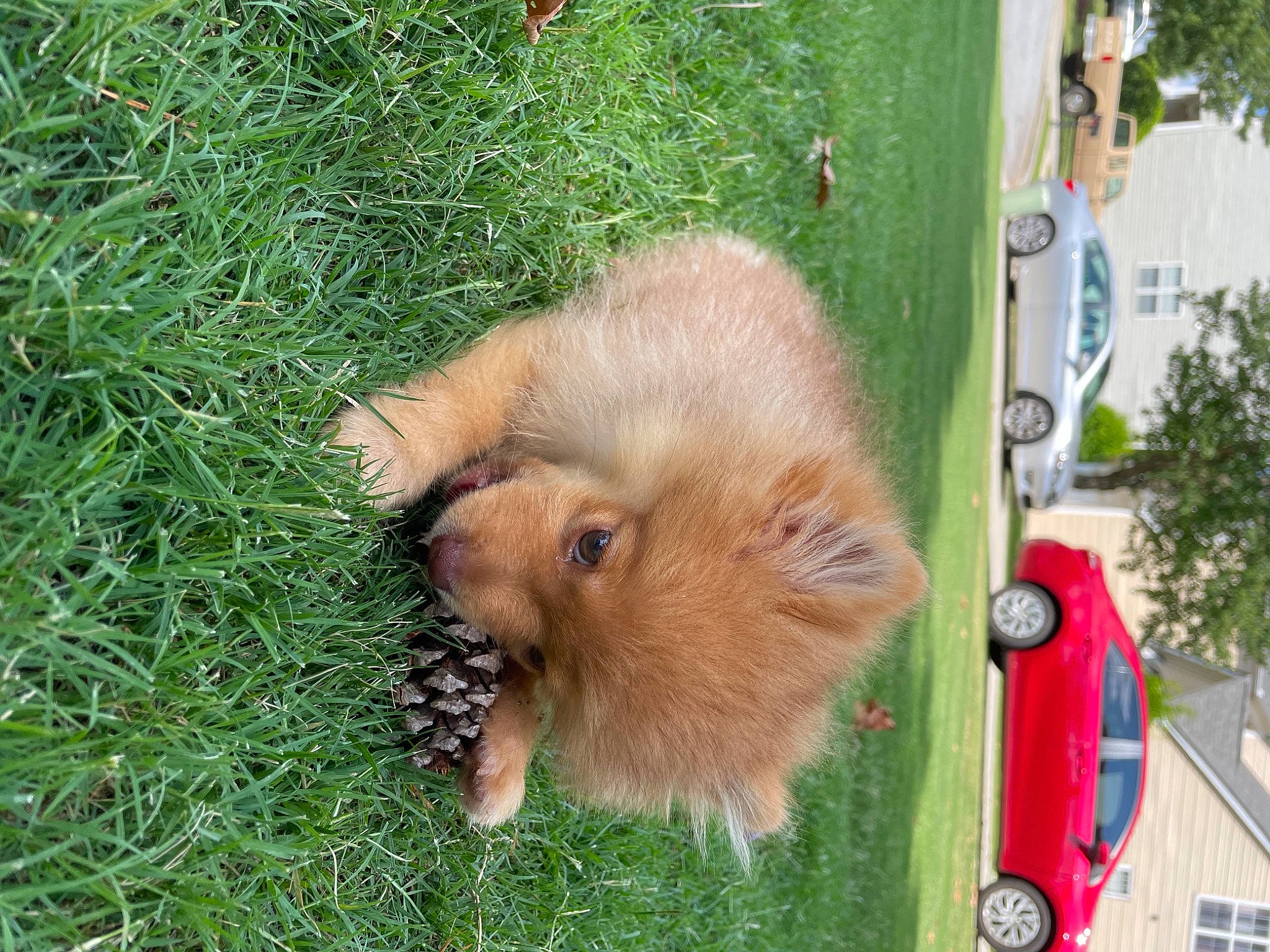 Jeijei is registered to the contest to win money with this photo: car, carnivore, companion_dog, dog_breed, fawn, felidae, fur, german_spitz_klein, german_spitz_mittel, grass, plant, snout, spitz, sporting_group, terrestrial_animal, tire, tree, vehicle, wheel, whiskers
