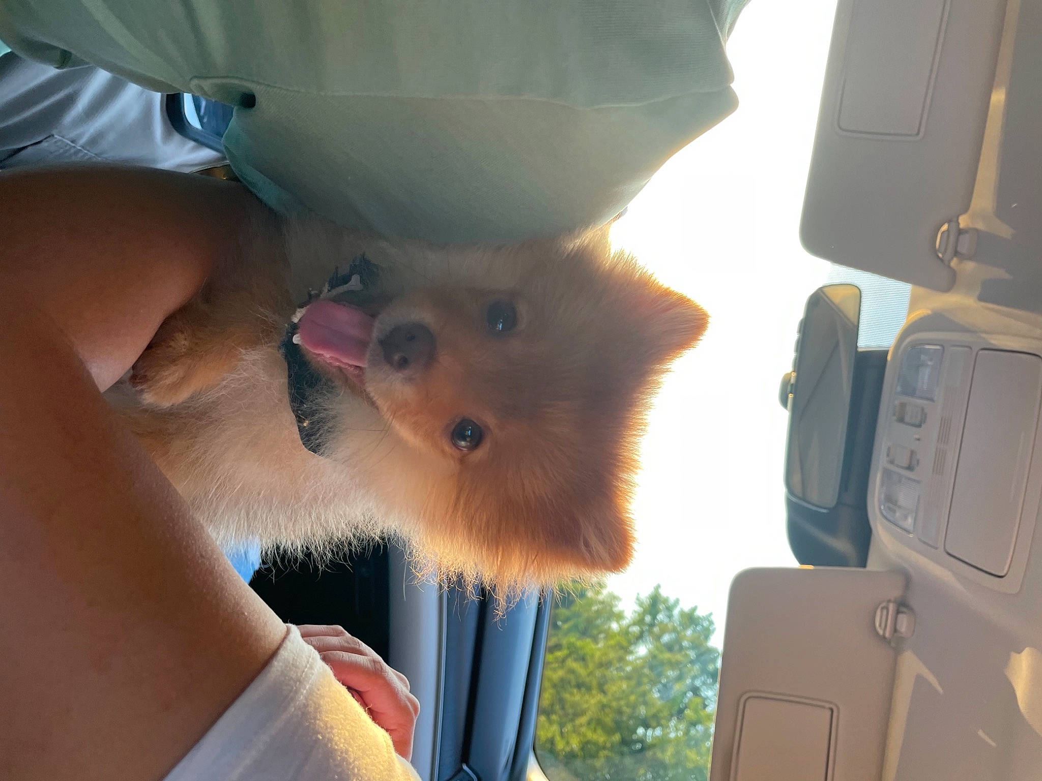 Jeijei joined the competition — help win amazing prizes! automotive_exterior, canidae, car, carnivore, companion_dog, dog, dog_breed, family_car, fawn, felidae, fur, plant, small_to_medium_sized_cats, snout, spitz, sporting_group, tree, vehicle, vehicle_door, whiskers